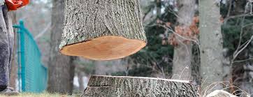 Best Storm Damage Tree Cleanup  in Mccoll, SC
