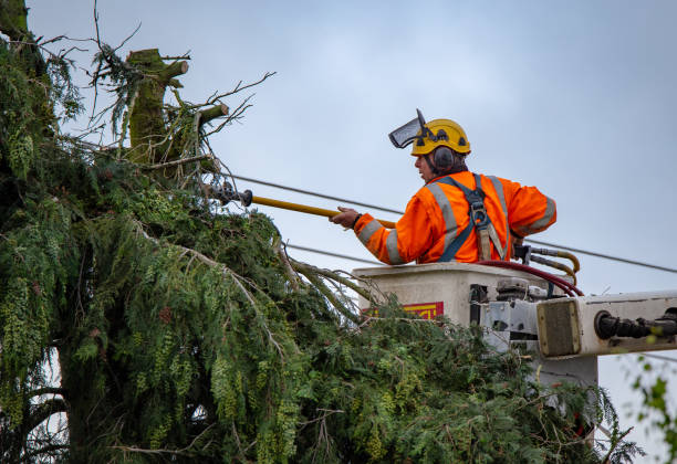 Best Tree Disease Treatment  in Mccoll, SC