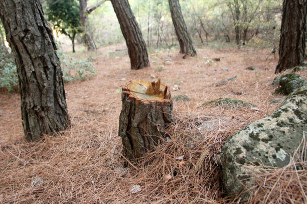 How Our Tree Care Process Works  in  Mccoll, SC