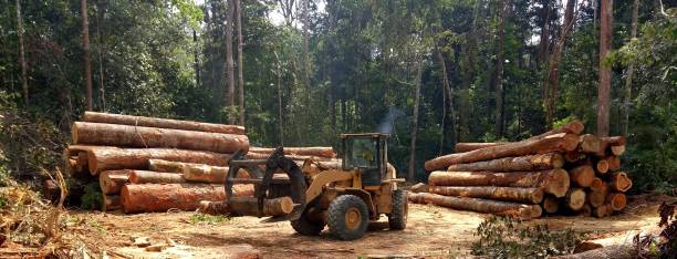 Best Lawn Renovation and Restoration  in Mccoll, SC